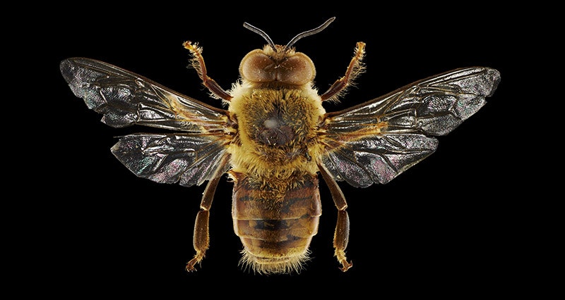 Honeybee drone.