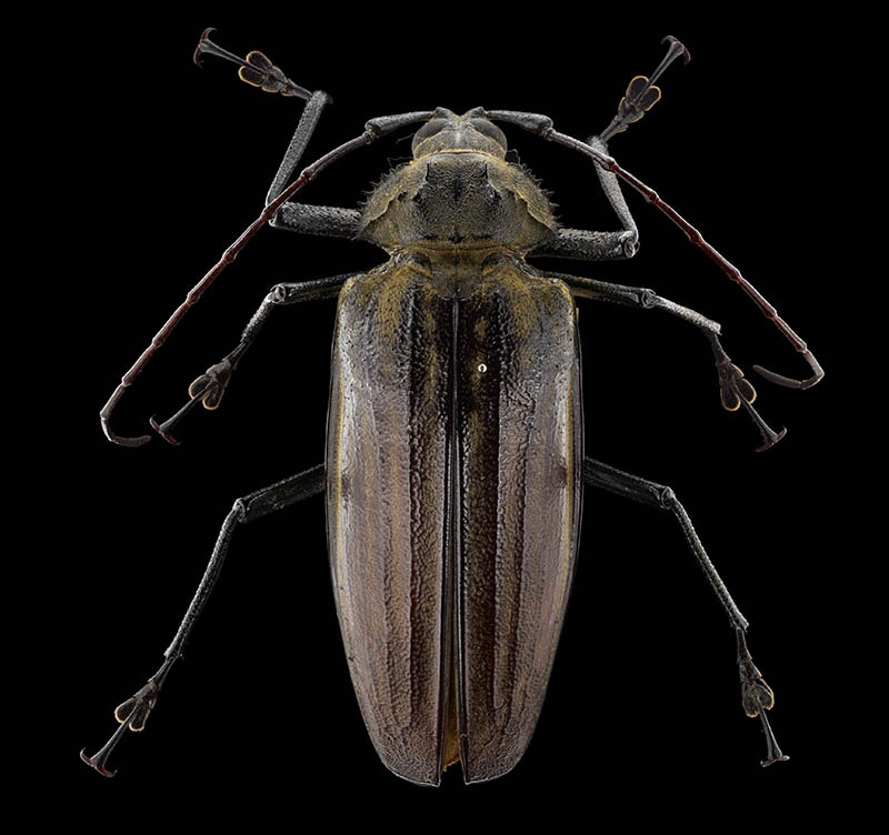 Giant Fijian longhorn beetle