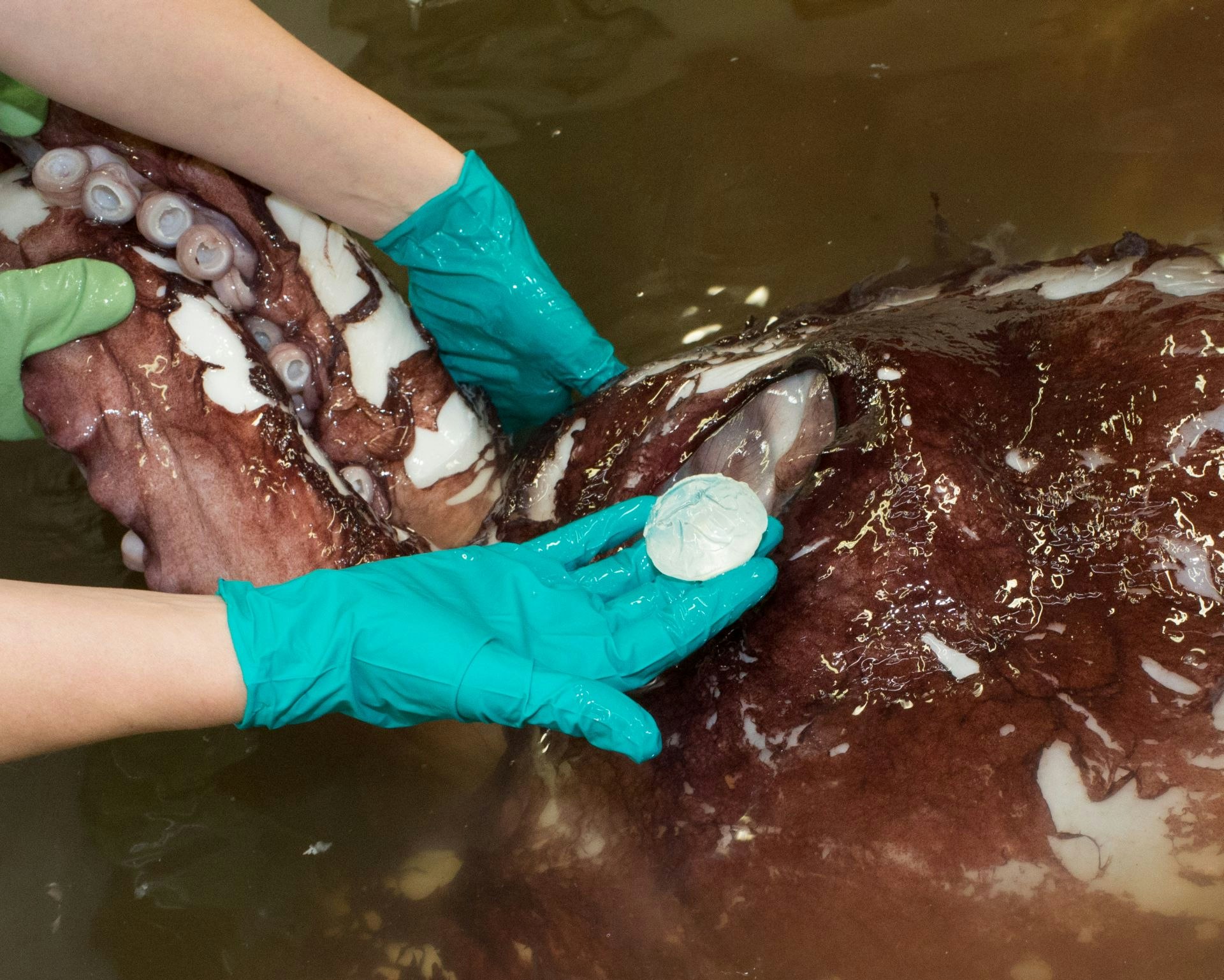 A scientists holds the lens of an eye from a colossal squid