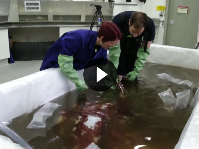Two scientists examine the giant squid in water