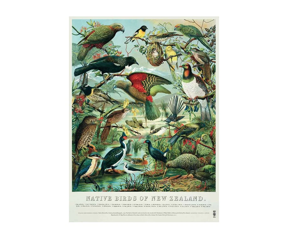 Buller’s Birds of New Zealand Poster