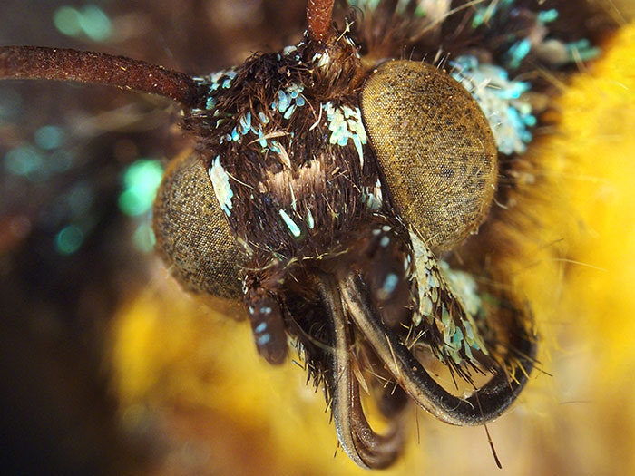 Close-up of a sunset moth, 2016. Te Papa Close-up of a sunset moth, 2016. Te Papa