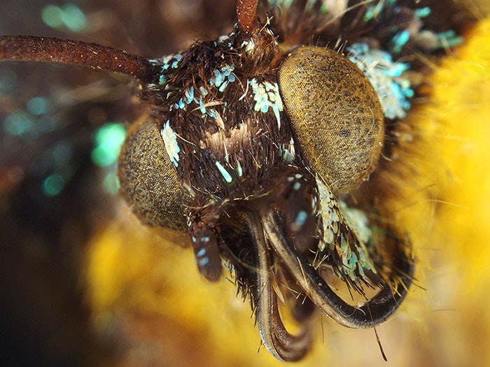 Close-up of a sunset moth, 2016. Te Papa