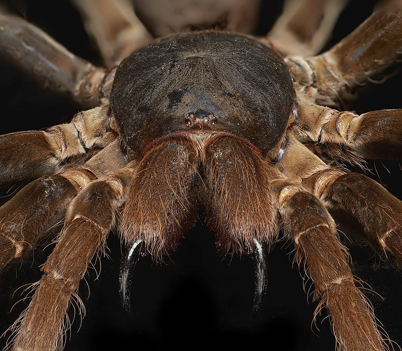Close-up of king baboon spider