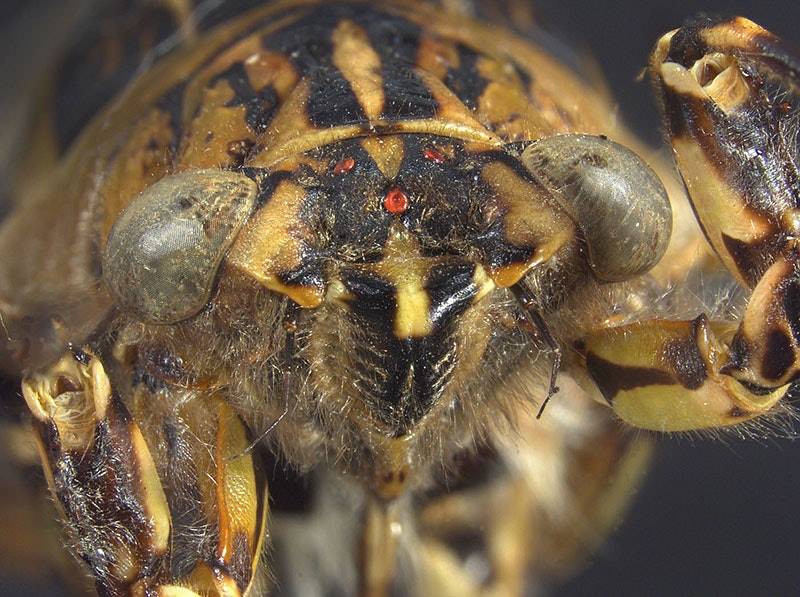 Close-up of a clapping cicada