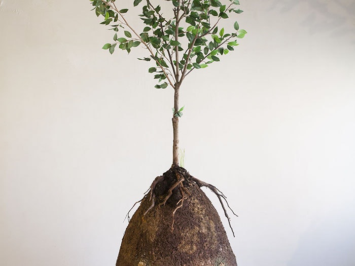 An egg shaped container covered in dirt, with a tree growing out of it