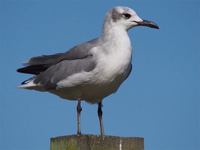 A laughing gull sat on a post