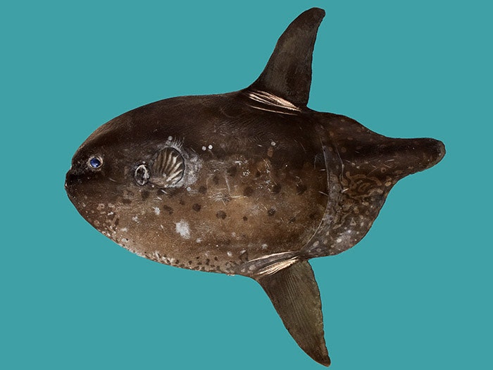 Image of a whole sunfish specimen