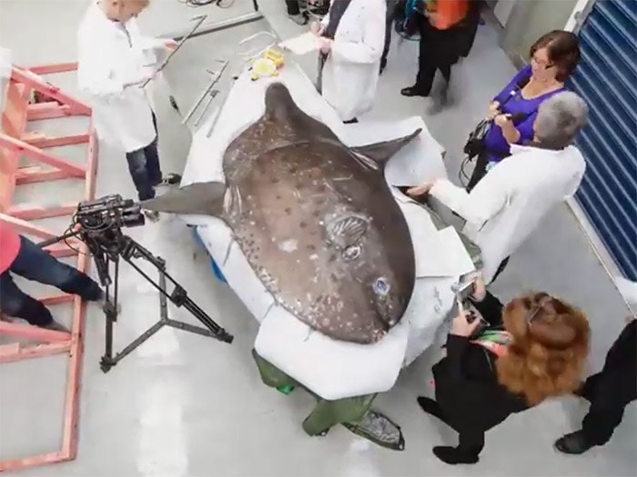 Scientist and camera crew look over a large sunfish on a table