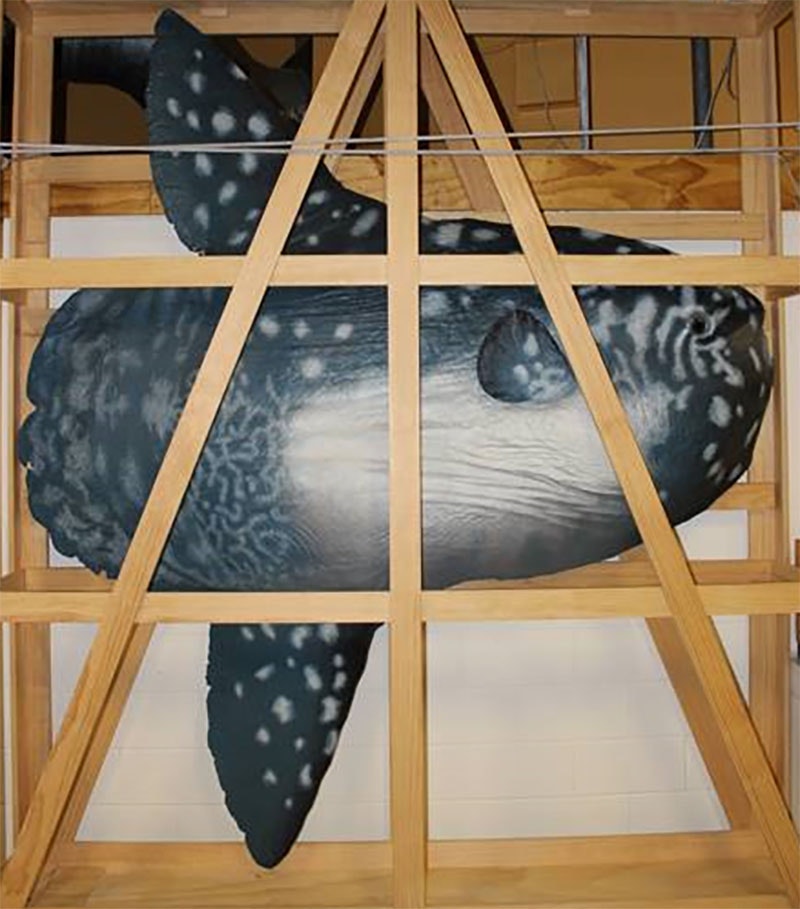 Cast of a Mola mola sunfish in a crate