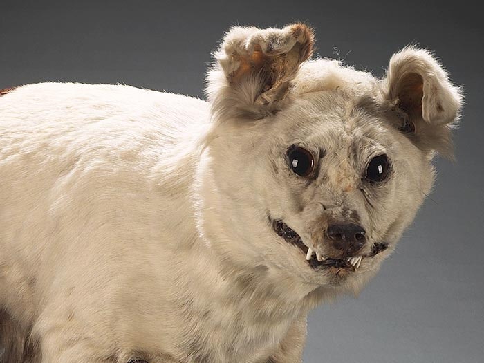 Kuri, Canis lupus familiaris, collected 1876, between "Waikava" & Mataura plains, Catlins, New Zealand. Gift of Mr Anderson, 1876. CC BY-NC-ND licence. Te Papa (LM000828) White taxidermy dog