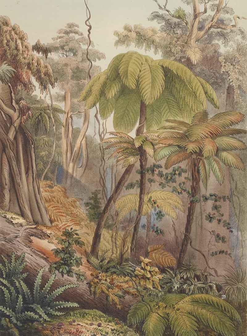 Water colour scene of a New Zealand forest