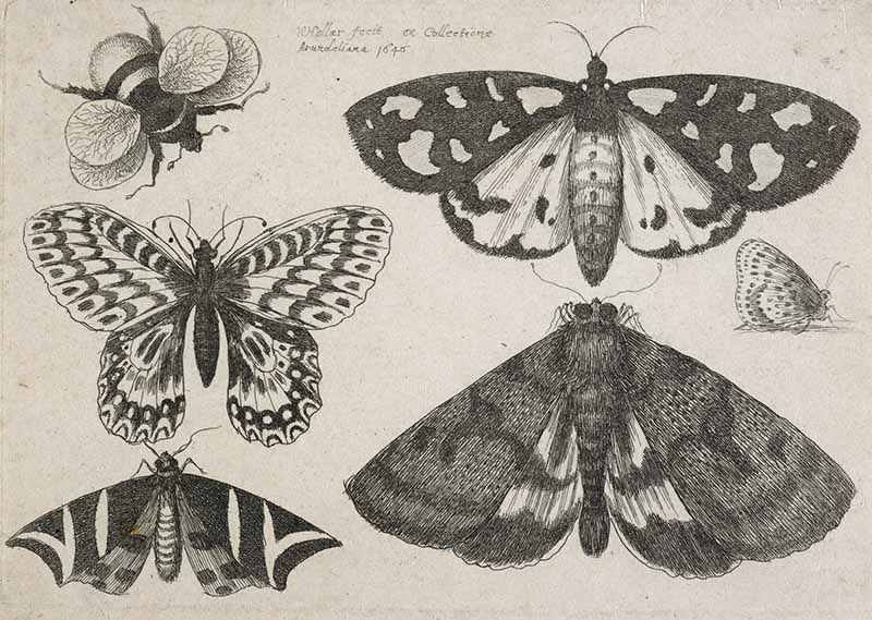 Drawings of insects