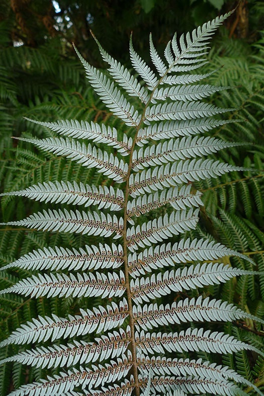 Close-up of the white underside of a silver fern