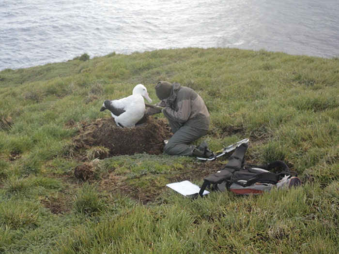 A fieldworker interacts with an albatross on the grass with the ocean in the background