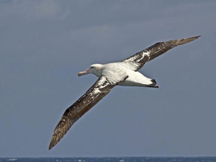 An albatross flying