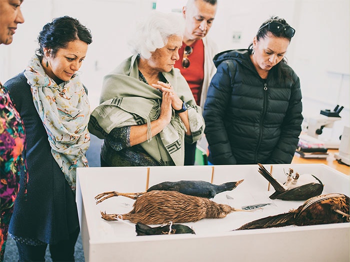 A group look at some dead birds in a box including a kiwi