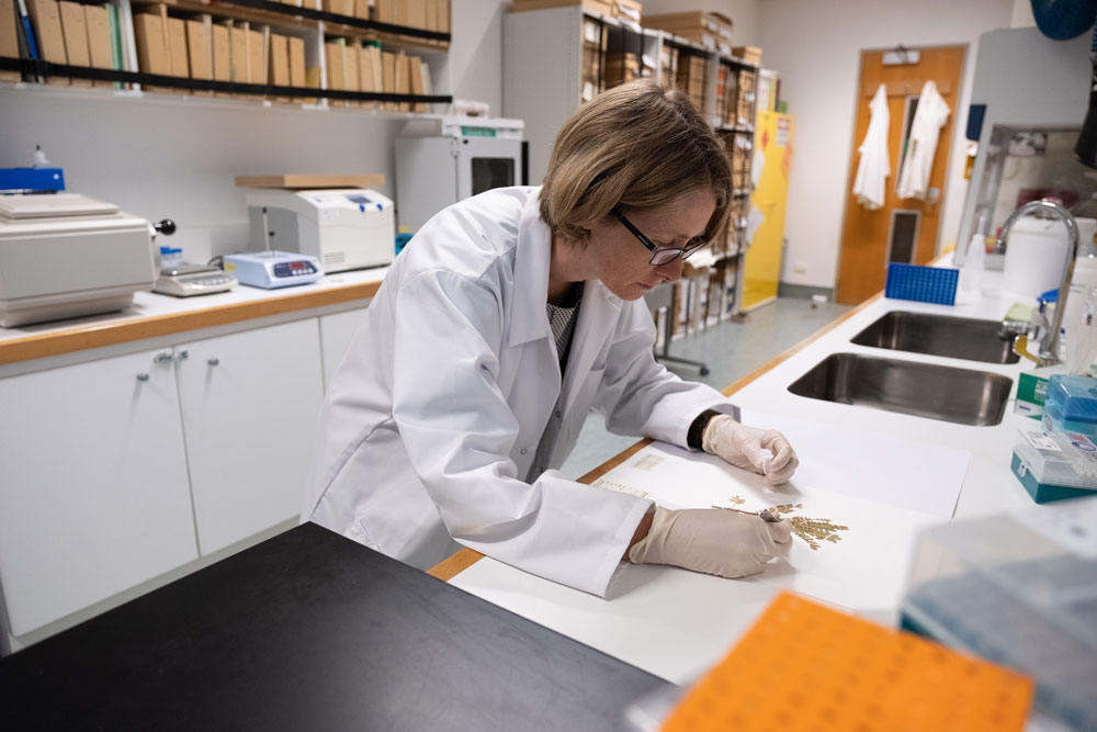 A lady in a lab coat bent over a dried plant, she's holding tweezers