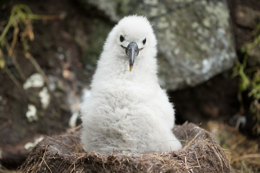 Albatross chick on their nest
