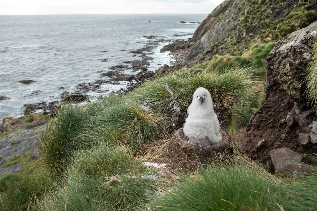 An albatross chick looks inquisitively at the camera
