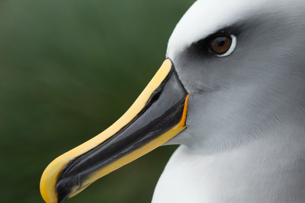 Close-up of a Buller's albatross