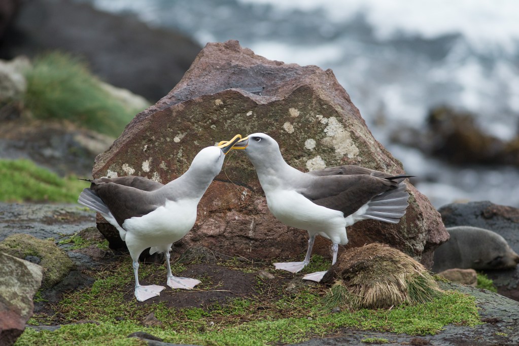 Two adult albatross perform a mating dance