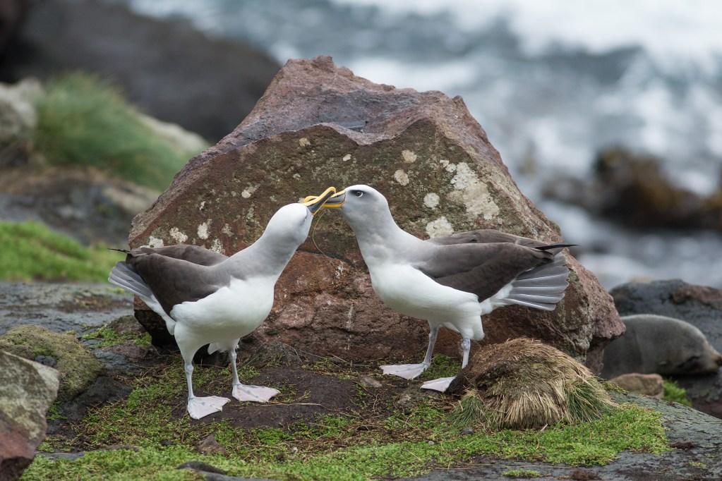 Two adult albatross perform a mating dance