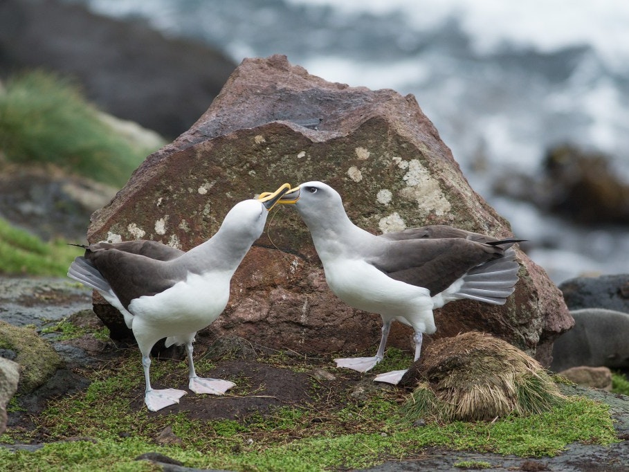 solander-island-albatross-dance-te-papa.jpg Two adult albatross perform a mating dance
