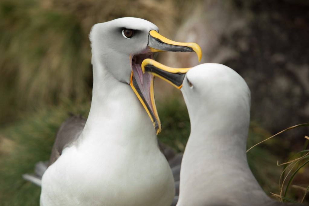 Albatross courtship display