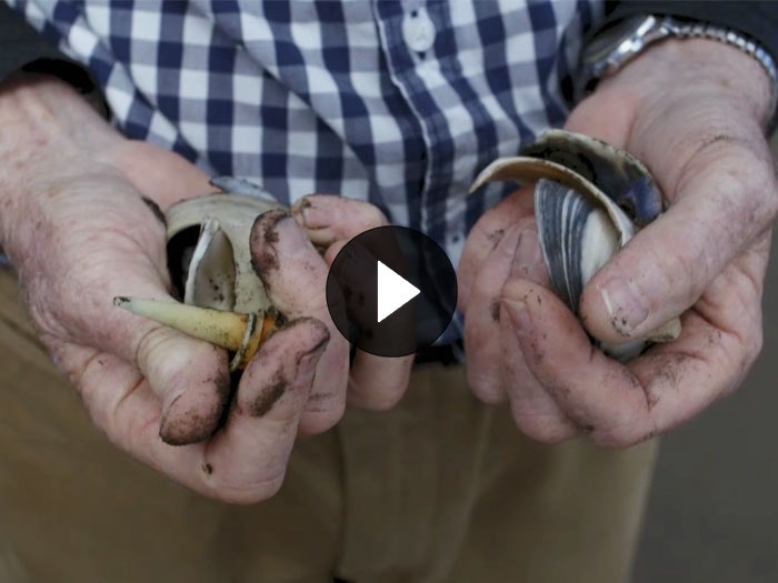 Still from the video 'Jeweller Alan Preston on his work White foreshore', 2013. Te Papa A man holds some imperfect shells in his hands
