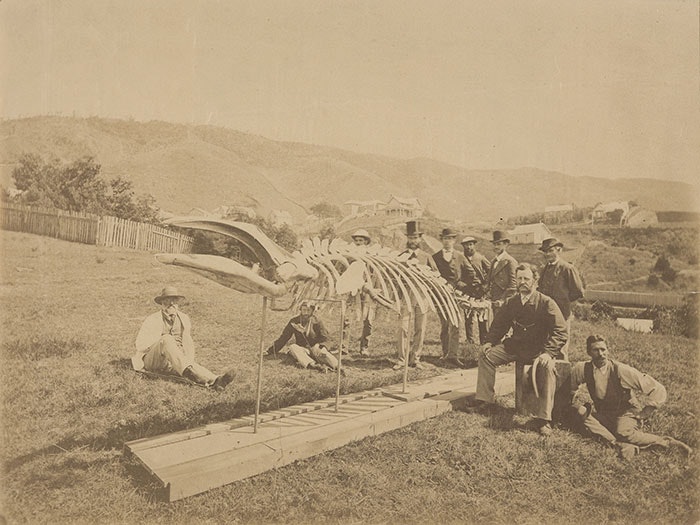 1874 photo of ten men, including Colonial Museum personnel, assembled around the skeleton of a pygmy right whale