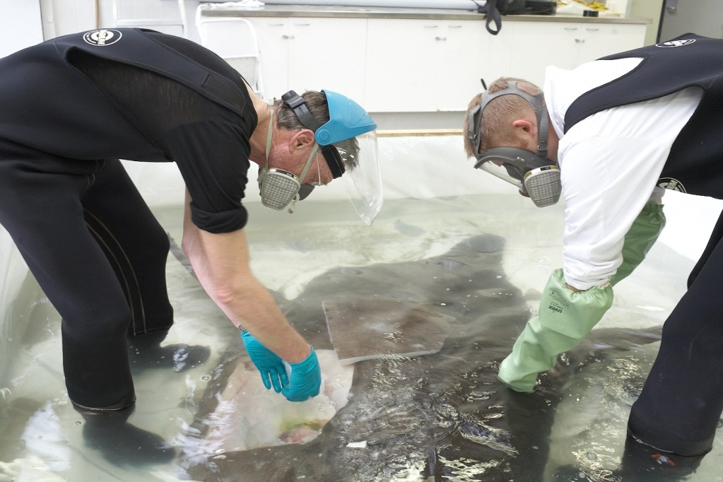 The sunfish being soaked in a liquid