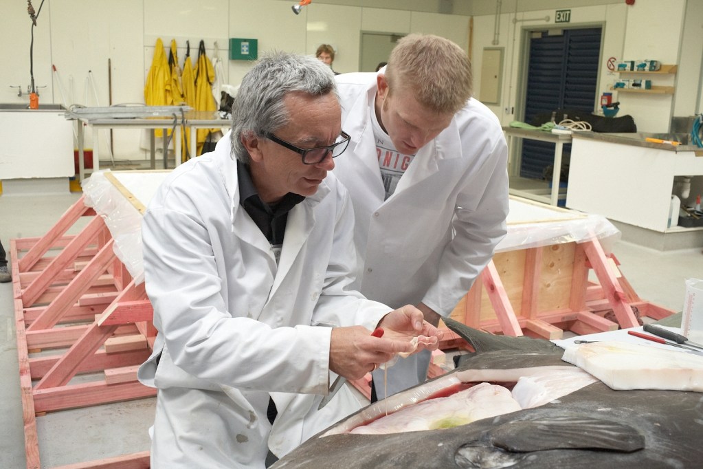 Scientists look at the parasitic worms inside the sunfish