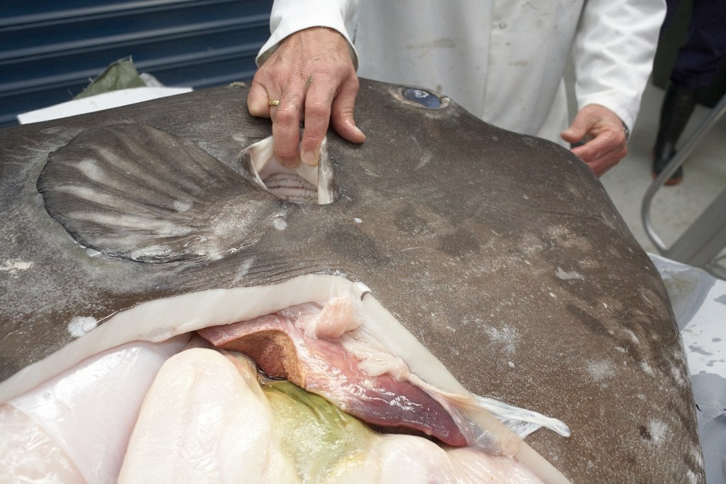 A scientist showing the dorsal anal fins