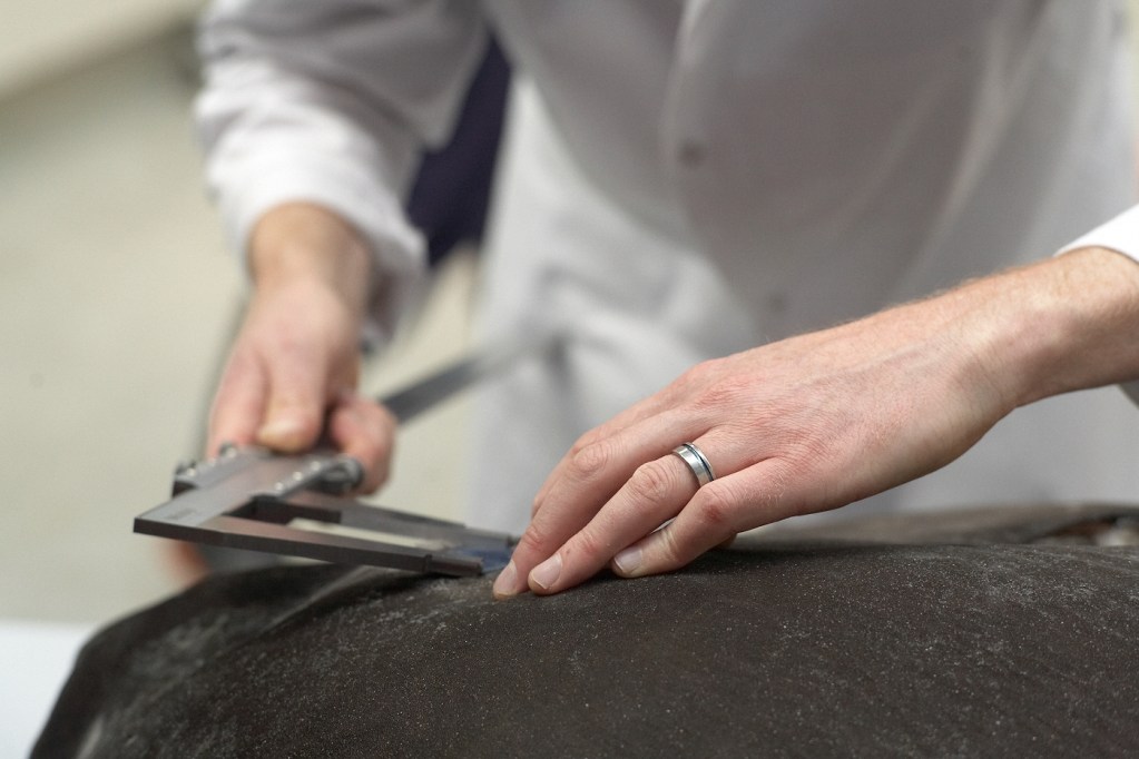 A scientist cuts takes measurements from the sunfish