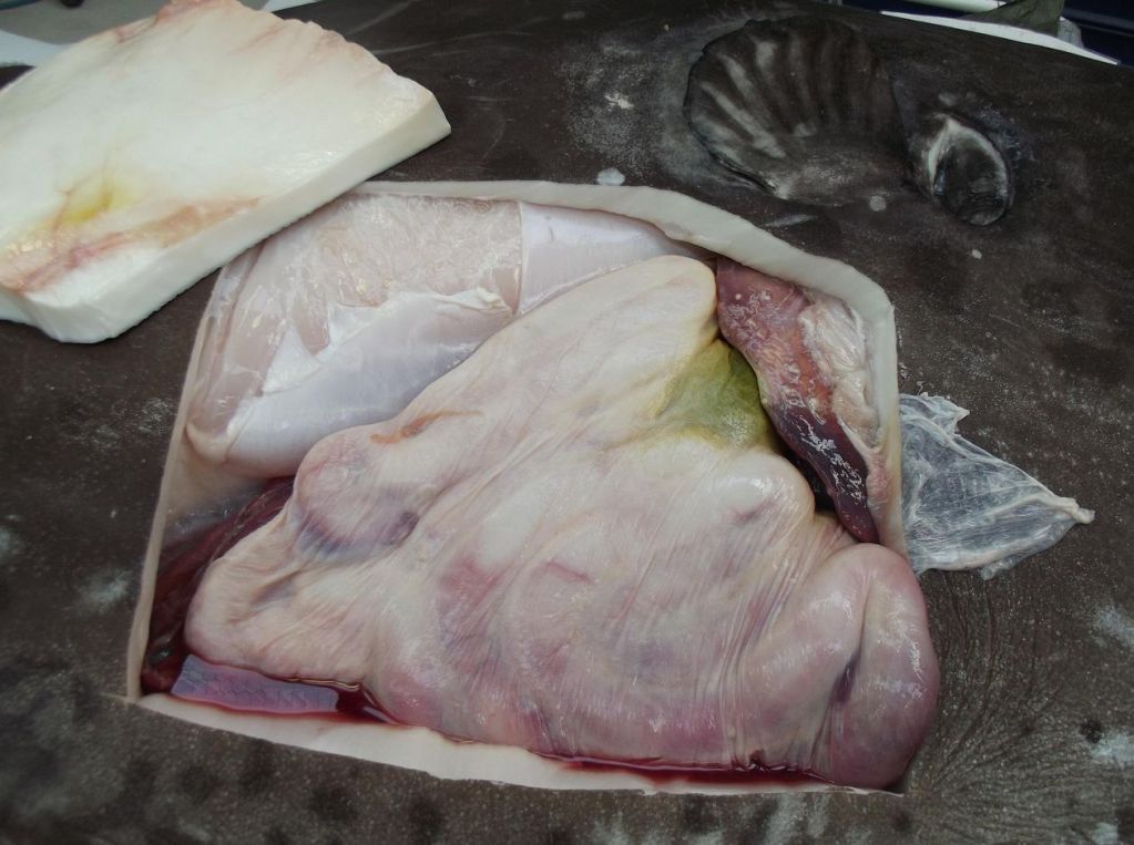 The internal organs of the sunfish