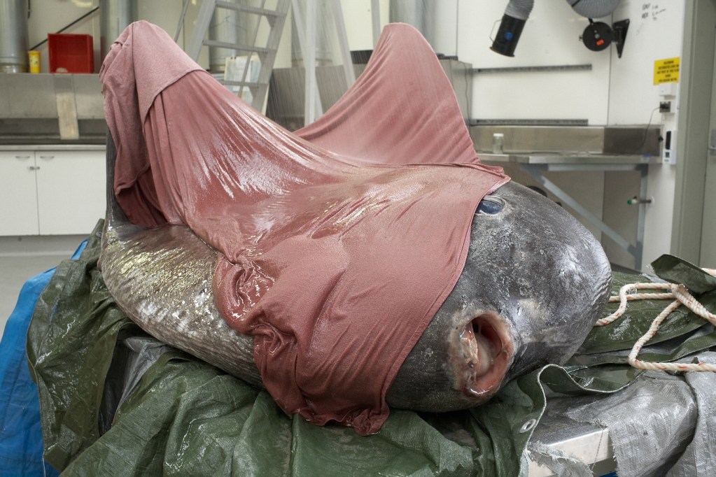 A dead sunfish lies on a table waiting to be dissected