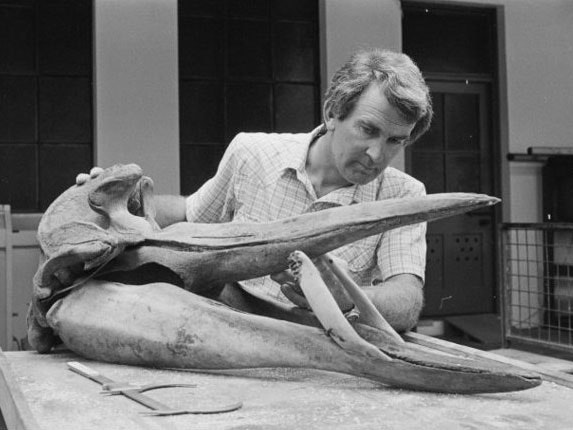 Dr Alan Baker with a whale skull. Dominion post (Newspaper) :Photographic negatives and prints of the Evening Post and Dominion newspapers. Ref: EP/1981/1170/15-F. Alexander Turnbull Library, Wellington, New Zealand. /records/23160357