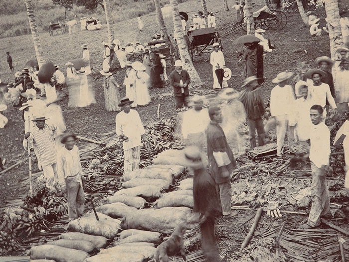Cook Islanders with piles of bananas and dead pigs among palm trees. From the album: Cook Islands, about 1896, Rarotonga, by George Crummer. Te Papa (O.025539) Cook Islanders with piles of bananas and dead pigs among palm trees