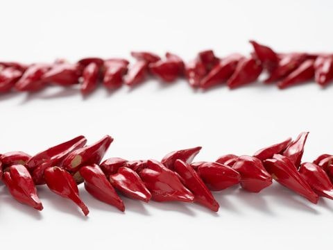 Red pandanus seed pods joined together and shown in two rows on a white background