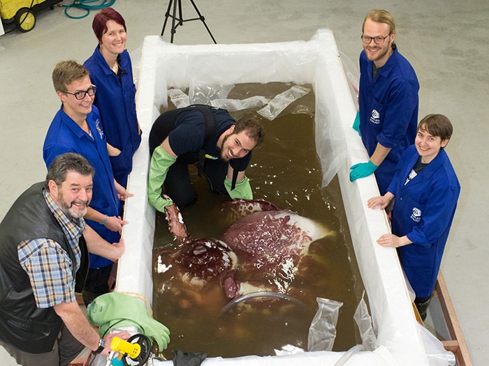 Scientists examine the colossal squid