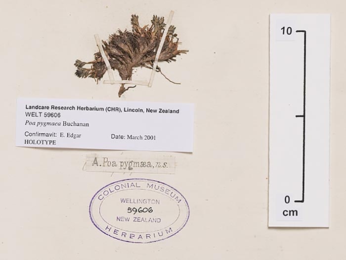 Angiosperms, Poa pygmaea Buchanan, collected Mt Pisa, New Zealand. CC BY-NC-ND licence. Te Papa (SP059606) Herbarium sample identified by Buchanan