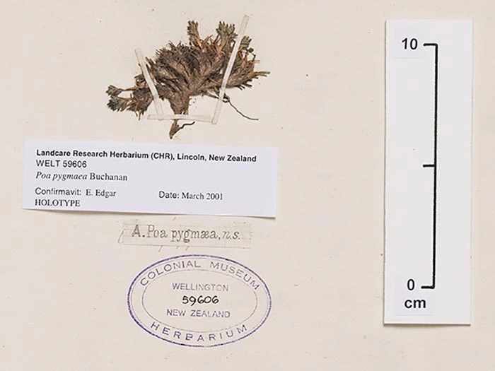 Herbarium sample identified by Buchanan