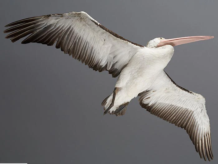 Australian pelican specimen