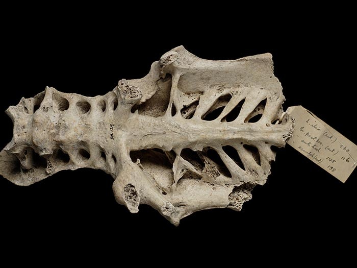 Mappin's Moa, Pachyornis mappini, collected 1909, Te Pohue, New Zealand. CC BY-NC-ND licence. Te Papa (S.000129) Moa bones