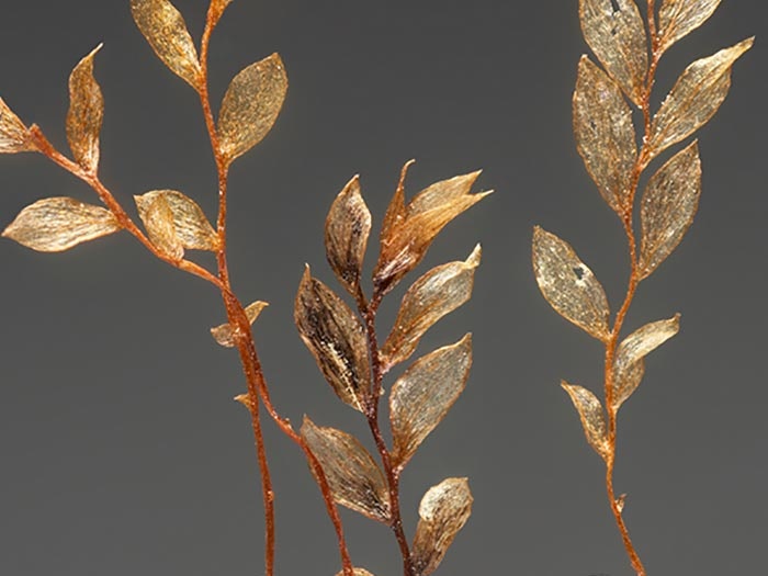 Mosses, Epipterygium opararense Fife & A.J.Shaw, collected 16 Dec 1984, Nelson Land District, Valley of the Oparara River, New Zealand. CC BY-NC-ND licence. Te Papa (M027431) Type specimens