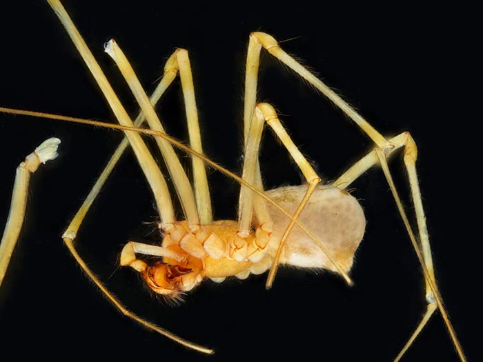 Spider specimen