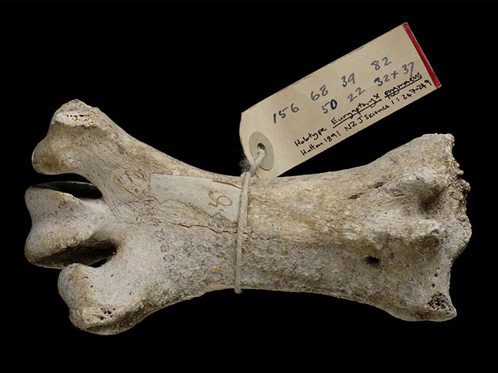 Moa bone