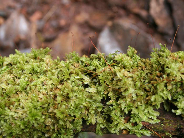 Moss from Snares Island