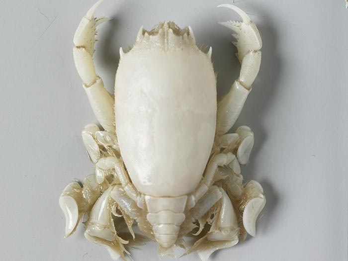 Crustacea specimen